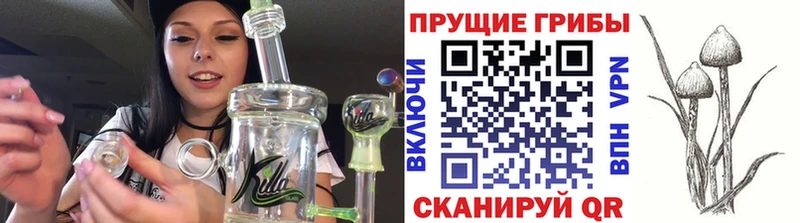 Псилоцибиновые грибы Psilocybe  Купить где  Чернушка 